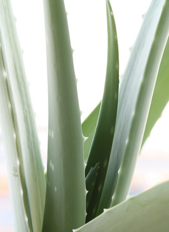 Aloe vera-main