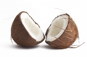 Kokosovník ořechoplodný-main