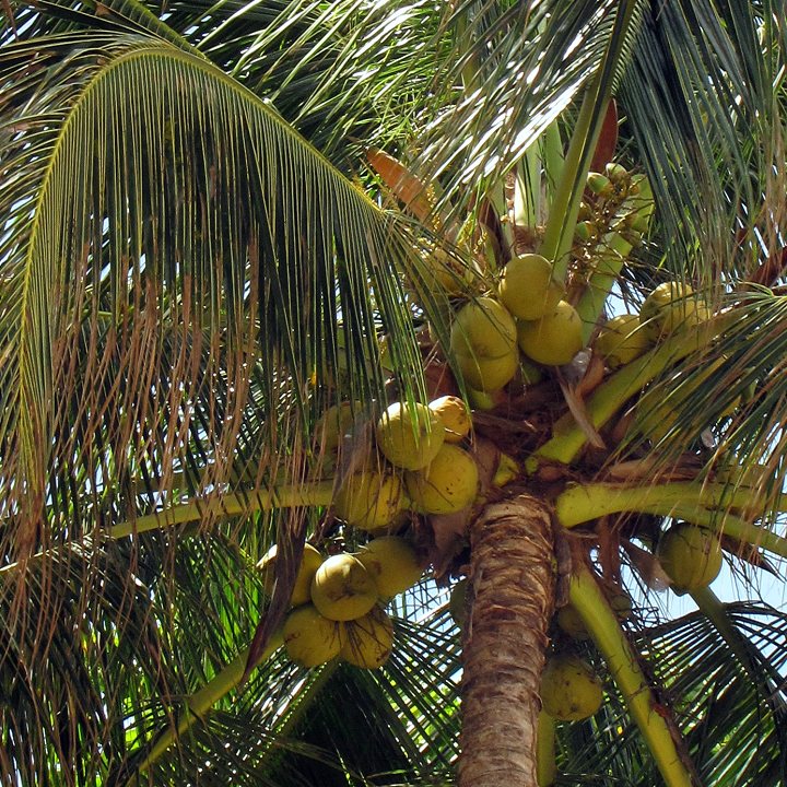 Kokosovník ořechoplodný-main