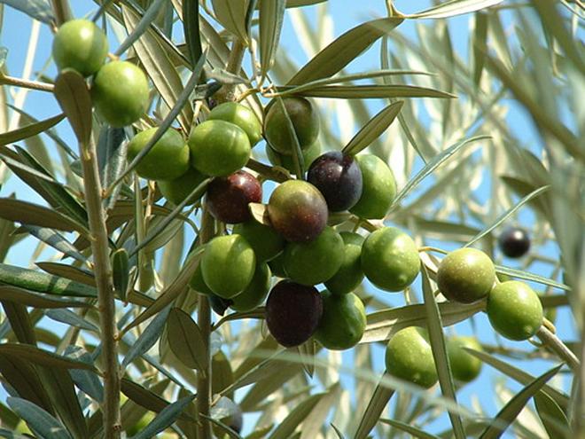Olivovník evropský-main