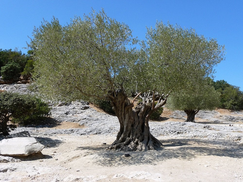 Olivovník evropský-main