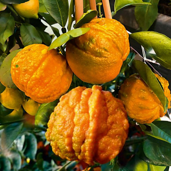 Pomerančovník hořký-main