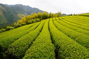 Zelený čaj-main